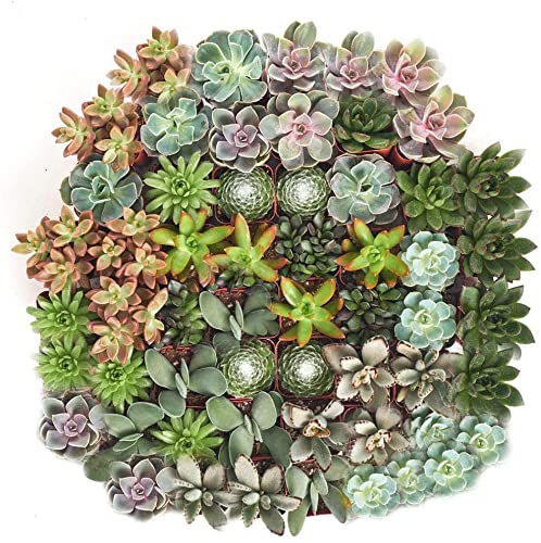 Shop Live Succulent Plants in Bulk - Assorted Tiny Succulents Rooted in 2 Inch Pots for Wedding Favors, Bouquets & Home Decor | Perfect for Centerpieces, Gift Giving & DIY Projects