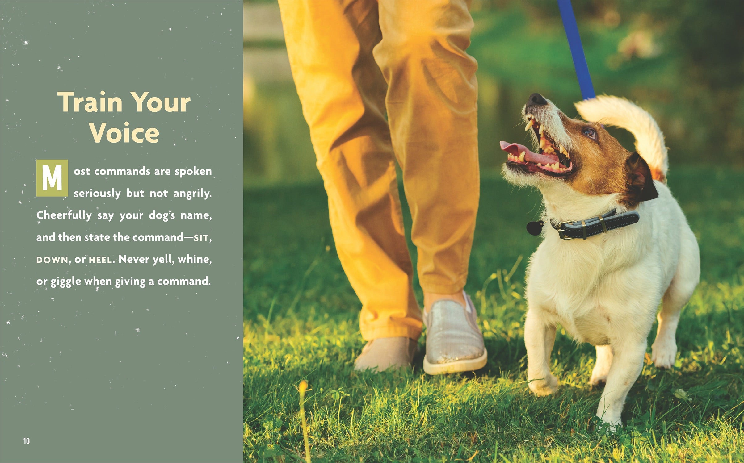Dog's Life: How to Communicate with Your Dog - Training Tips & Bonding Activities for Pet Owners