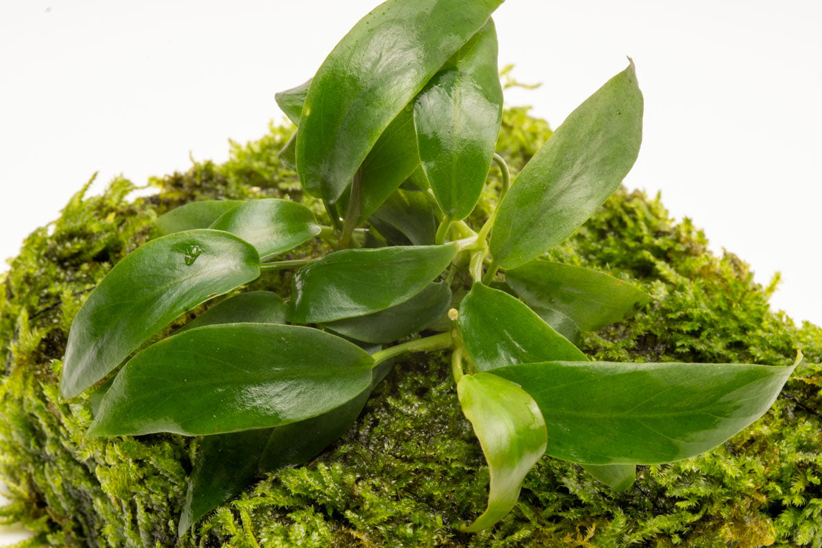 Anubias Minima Moss Fiber Mat for Aquarium - Live Aquatic Plant Carpet for Fish Tank Decor, Freshwater Plant Substrate | Perfect for Shrimp Tanks, Nano Aquascaping & Natural Aquarium Landscaping