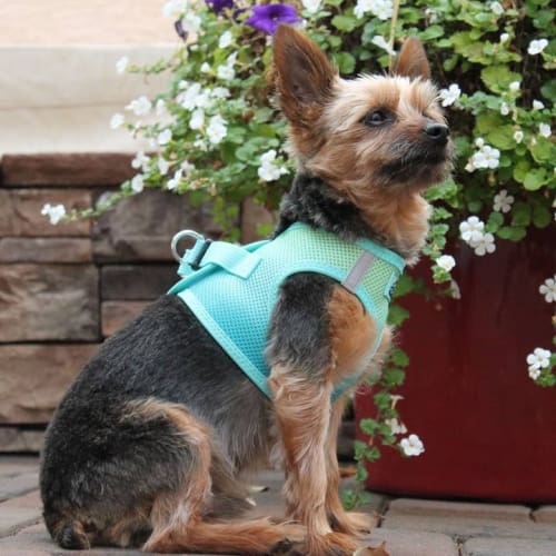 Ombre Choke-Free Dog Harness - Aruba Blue | Adjustable No-Pull Pet Vest for Small & Medium Dogs | Perfect for Walking, Training & Outdoor Adventures