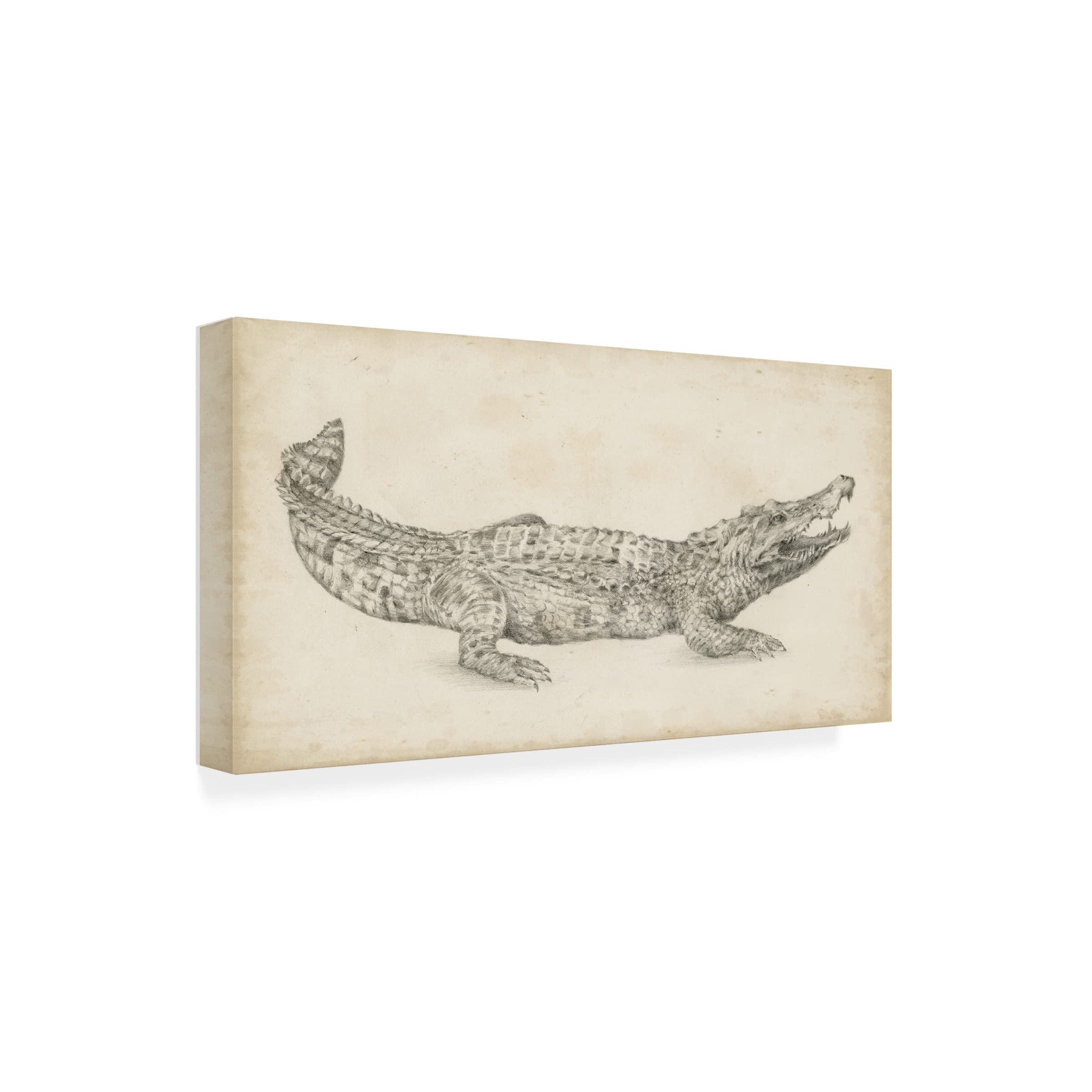 Trademark Fine Art 'Crocodile Sketch' Canvas Wall Art by Ethan Harper - Perfect for Living Room, Office & Home Decor