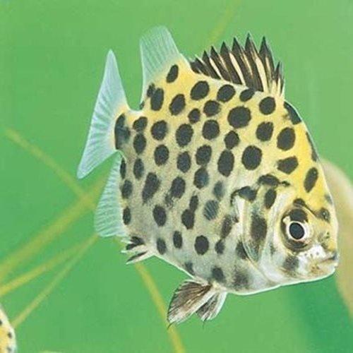 Premium Green Scat Fish (Scatophagus argus) - Live Aquarium Fish for Saltwater & Brackish Tanks | Perfect for Reef Aquariums, Fish Tanks & Aquatic Displays