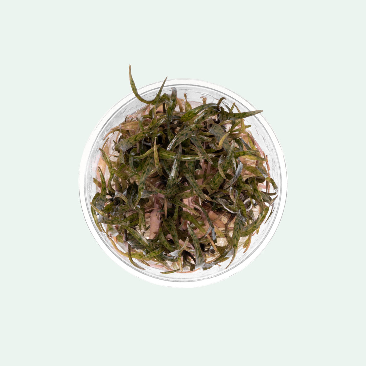 Cryptocoryne Ferruginea Sekadauensis Live Aquarium Plant - Easy Care Aquatic Plant for Fish Tanks, Aquascaping & Low-Tech Aquariums