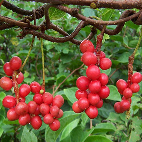 Premium Schisandra Berry Extract 5:1 - 5 Grams | Organic Adaptogen Supplement for Stress Relief, Energy Boost & Liver Support | Perfect for Teas, Smoothies & Wellness Routines