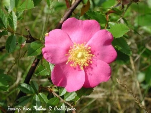 25 Pink Swamp Rose (Rosa Palustris) Flower Seeds for Planting - Beautiful Perennial Garden Flowers for Landscaping, Wet Areas & Butterfly Gardens