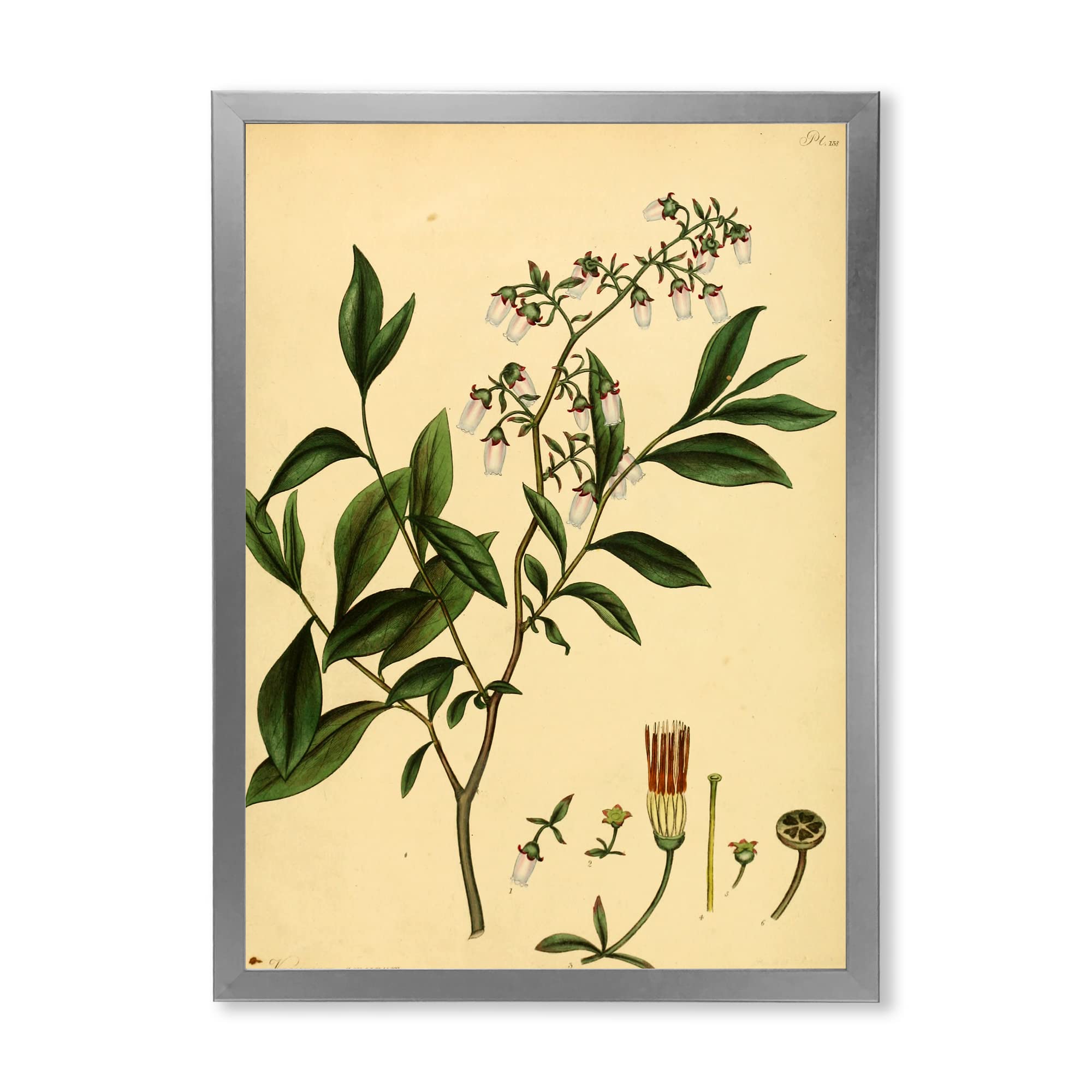 Vintage Plant Life V Traditional Framed Wall Art - Botanical Home Decor for Living Room, Bedroom & Office