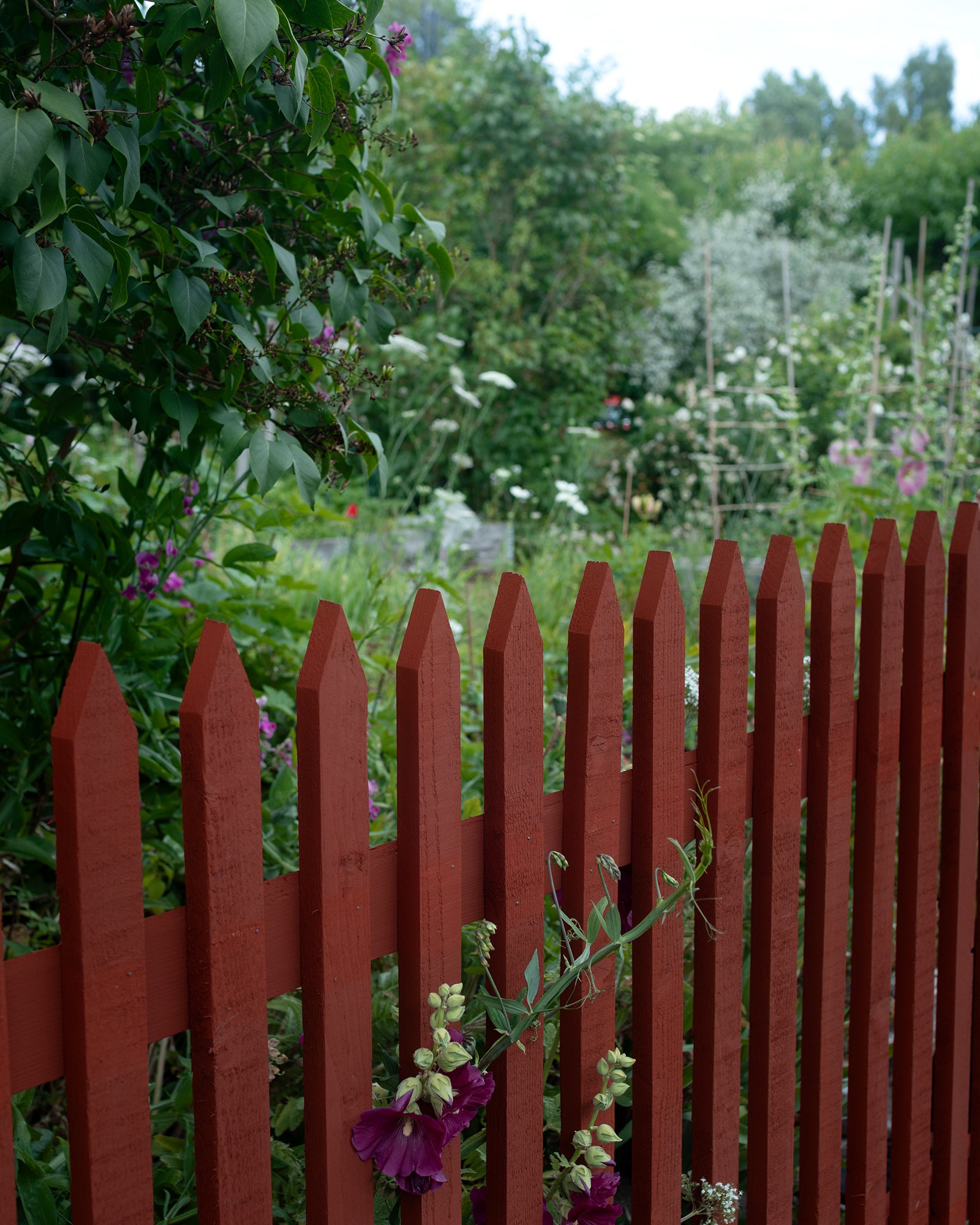 Premium Ready-Painted Falu Red Fence Panel - Traditional Swedish Style - 1750 x 1180 mm - Perfect for Garden Borders, Backyard Privacy & Scandinavian Home Decor