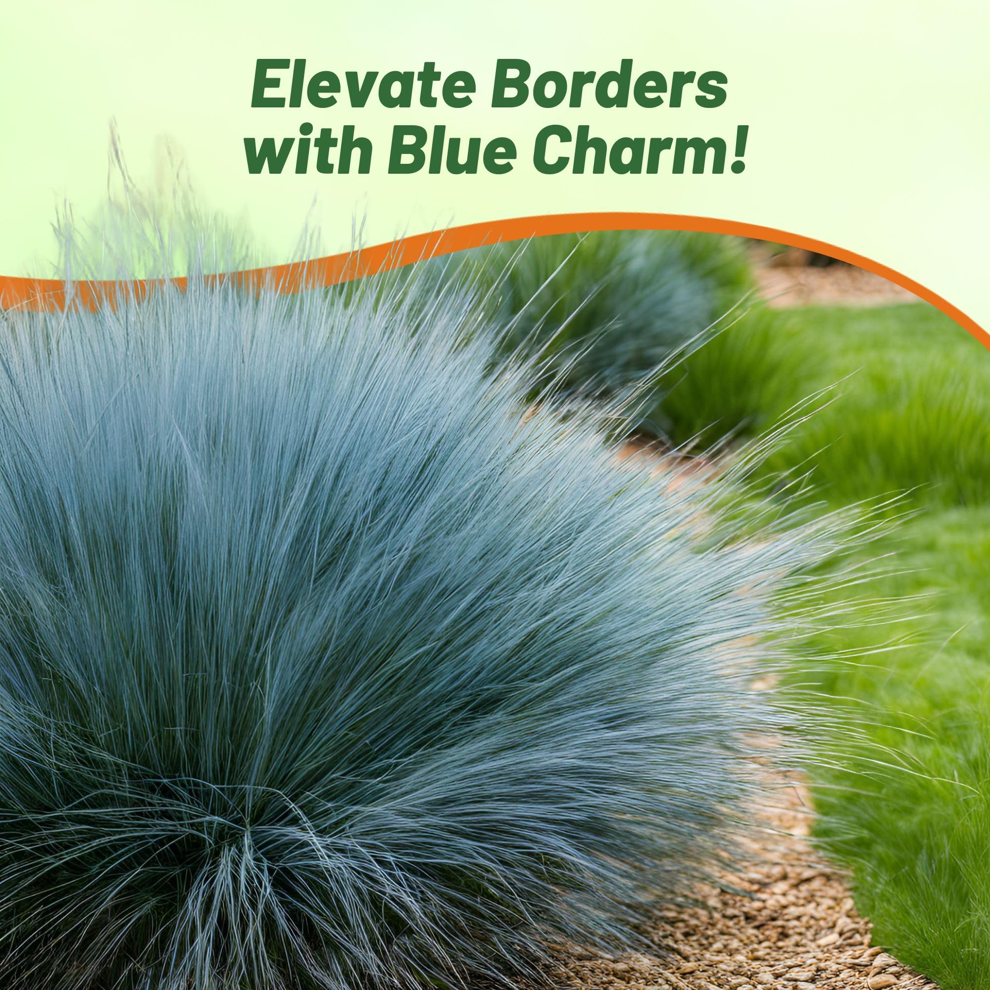 Outsidepride 5000 Seeds - Perennial Festuca Cinerea Glauca Varna Blue Fescue Ornamental Grass Seeds for Landscaping, Garden Borders & Rock Gardens | Drought-Tolerant Ground Cover