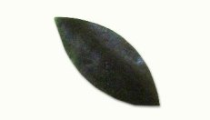 Artisanal 5-Sided Green Zucchini (5lb) - Vacuum-Sealed for Freshness - Perfect for Gourmet Cooking & Meal Prep