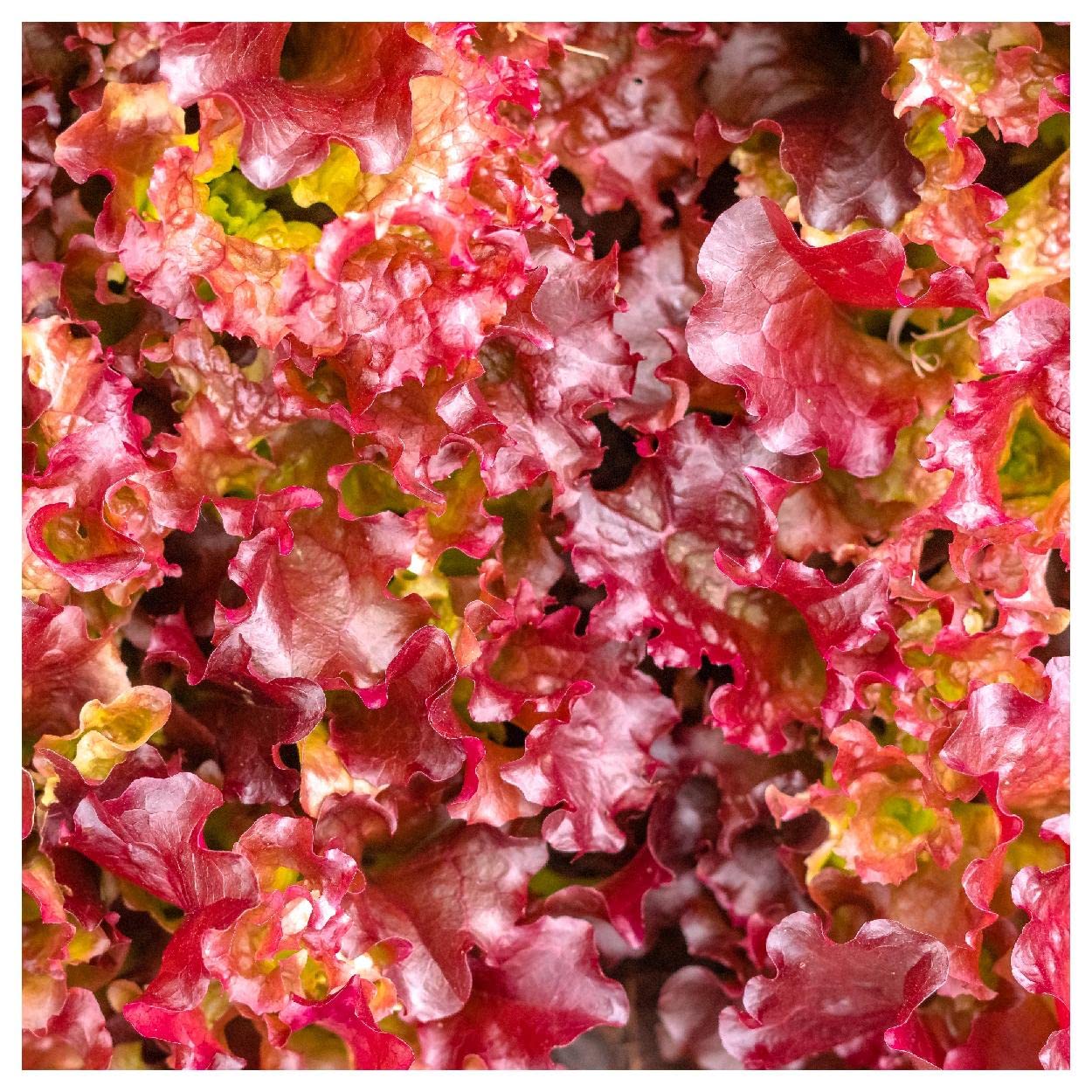 Organic Red Salad Bowl Leaf Lettuce Seeds 1 Oz - Non-GMO, Heirloom Variety - Perfect for Home Gardens, Fresh Salads & Healthy Eating - Gold Vault Packet by Everwilde Farms