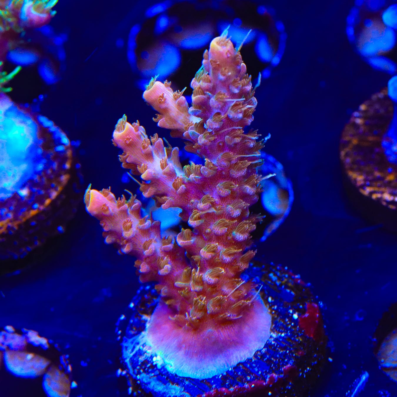 Premium CC Voodoo Majick Acropora Coral for Saltwater Aquariums - Vibrant Live Coral for Reef Tanks & Marine Aquascaping