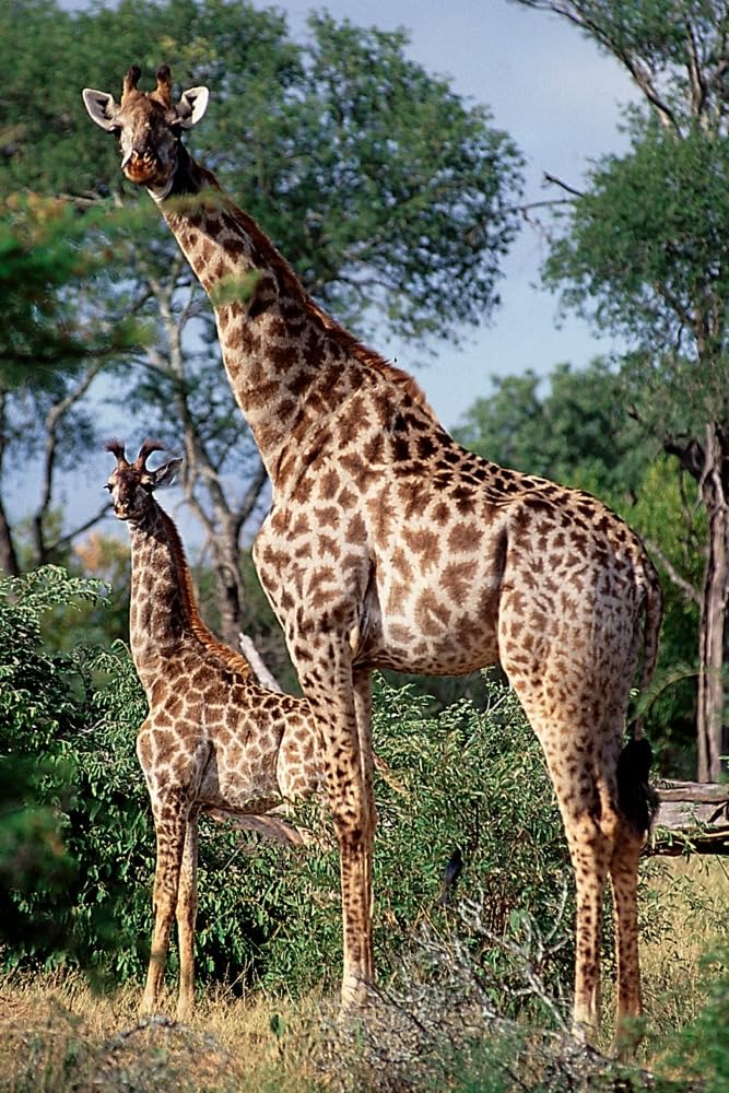 Lantern Press Giraffe and Baby Wall Art - 12x18 Wrapped Canvas Print for Nursery, Living Room & Office Decor - African Wildlife Painting for Home Decoration