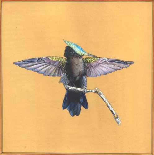 Male Antillean Crested Hummingbird Watercolor Painting on Paper by Artist Kailash Raj - Perfect for Home Decor, Office Art & Bird Lover Gifts