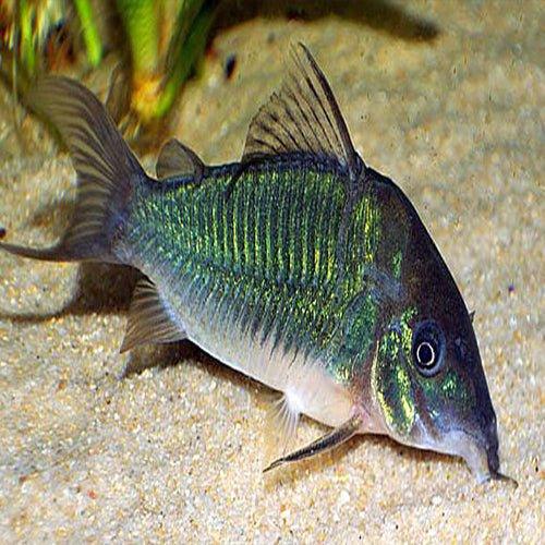 Green Corydoras (Corydoras splendens) - Live Aquarium Fish for Tropical Tanks | Perfect for Community Aquariums & Planted Tanks