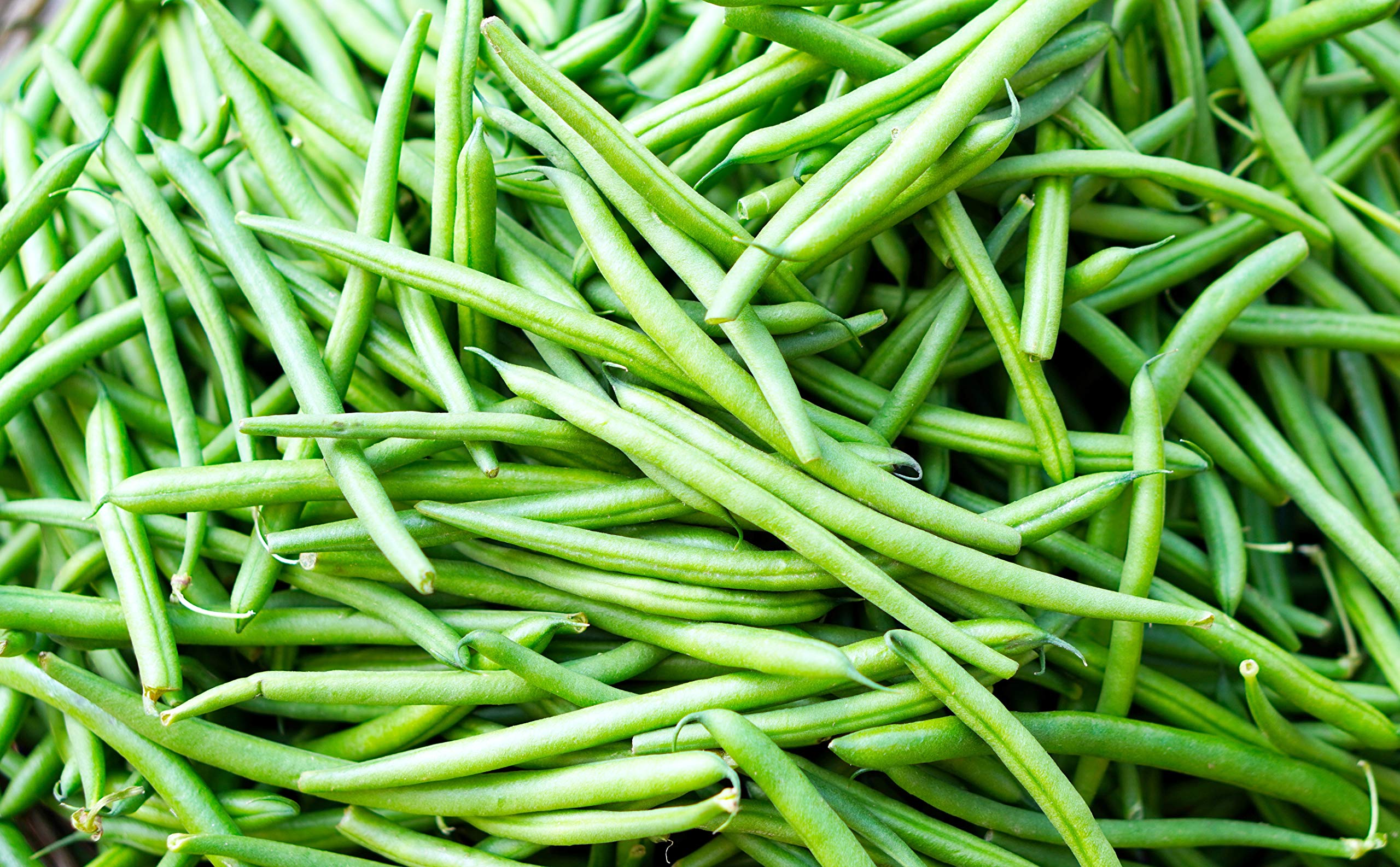 Organic Bean Seeds for Home & Terrace Gardening - Non-GMO, Heirloom Variety (20 Seeds) - Perfect for Indoor Pots, Backyard Gardens & Urban Farming