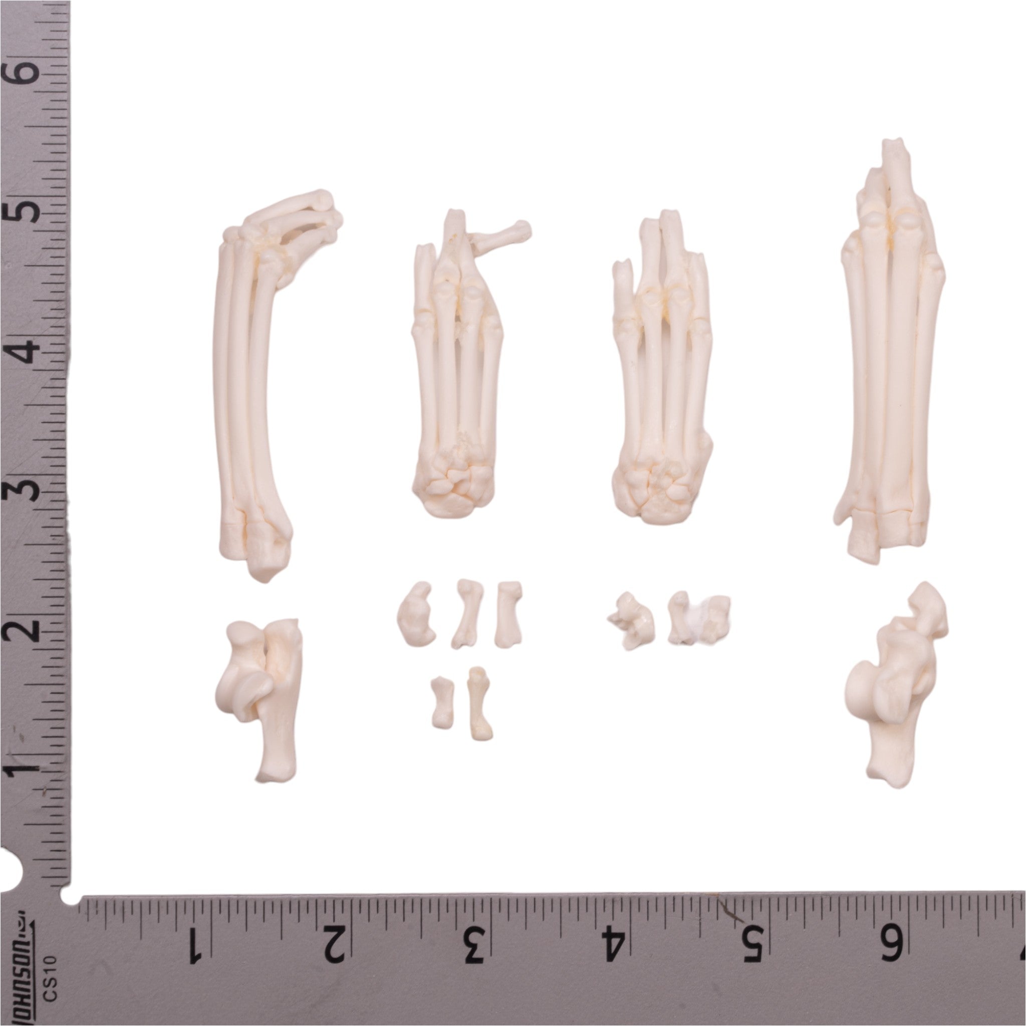 Premium Real Domestic Cat Foot - Natural & Durable for Taxidermy, Oddity Collections, and Gothic Decor | Unique Home Decor & Halloween Props