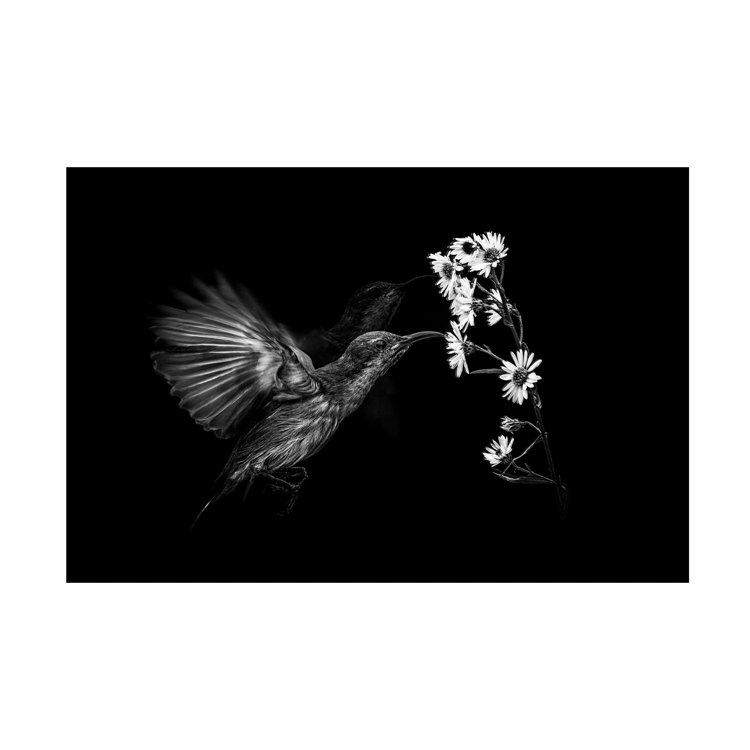 Trademark Fine Art 'Motion' Canvas Art by Andi Halil - Modern Abstract Wall Decor for Living Room, Bedroom & Office - Perfect for Home & Office Decor