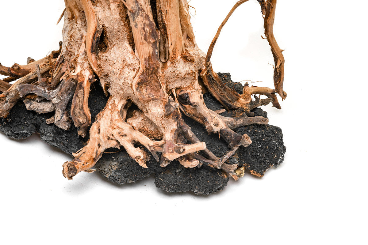 Premium Bonsai Tree Kit - Complete Starter Set for Indoor & Outdoor Gardening - Perfect for Home Decor, Office Zen Spaces & Gift Ideas