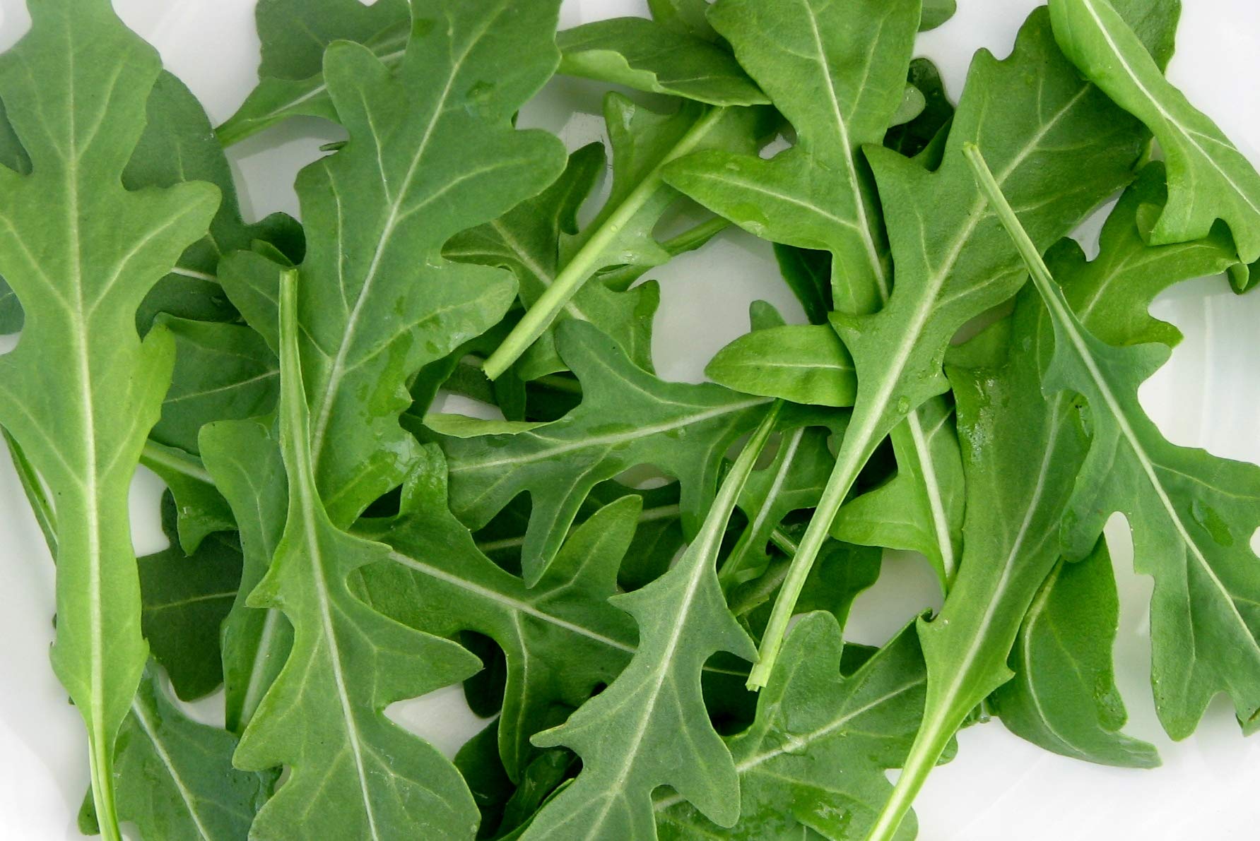 Organic Arugula Seeds - Non-GMO, Fast-Growing (20 Days) - Duckweed & Broadleaf Salad Greens for Planting - Perfect for Home Gardens, Microgreens & Healthy Salads