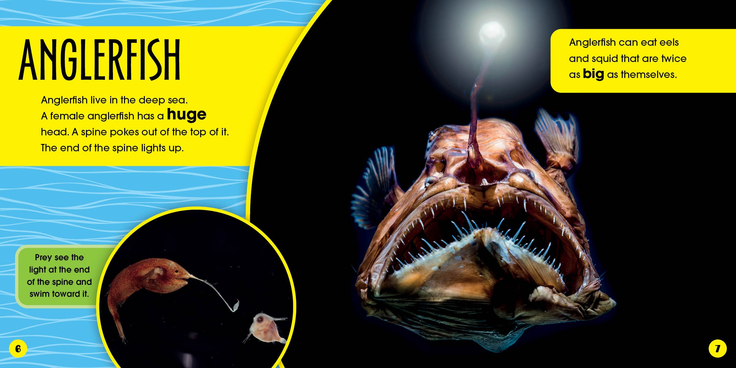 Deep Sea Creatures - Who Lives Here? Explore Ocean Life for Kids & Marine Enthusiasts | Perfect for Educational Play & Aquarium Visits