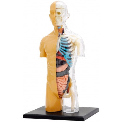 Human Body Anatomy Model for Kids - STEM Learning Kit | Educational Science Toy for Classroom & Homeschooling