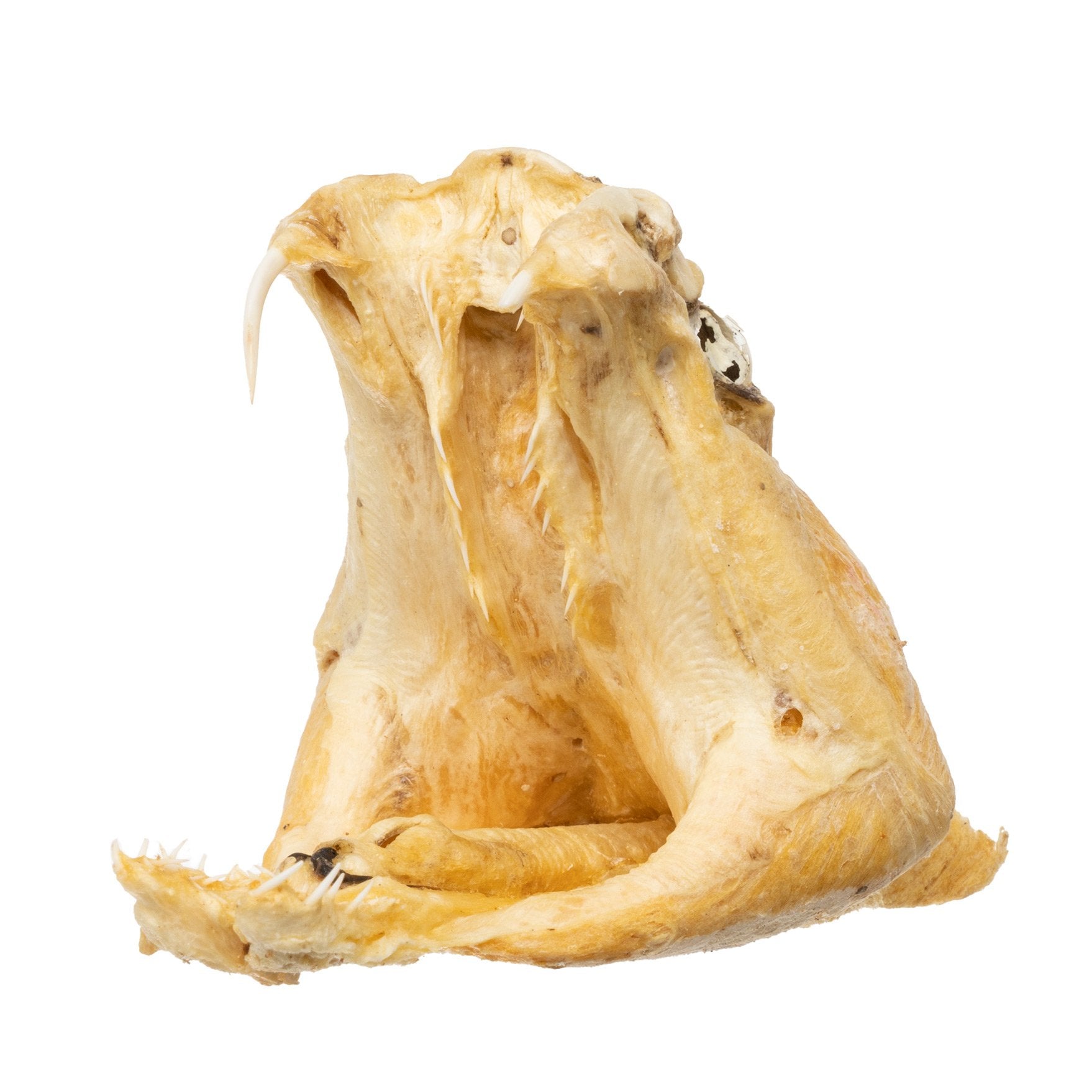 Preserved Rattlesnake Head - Authentic Taxidermy Specimen for Home Decor, Western Style, and Unique Gifts - Perfect for Halloween, Cabin Decor, and Oddity Collections