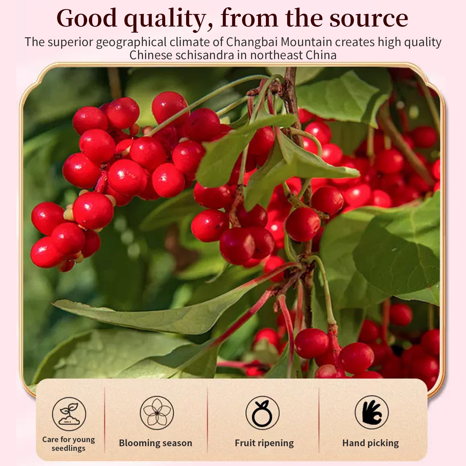 Organic Schisandra Berry Tea - 10.6oz/300g Dried Wu Wei Zi (Omija) Berries - Antioxidant-Rich Superfood for Energy & Stress Relief - Perfect for Herbal Tea, Smoothies & Traditional Chinese Medicine
