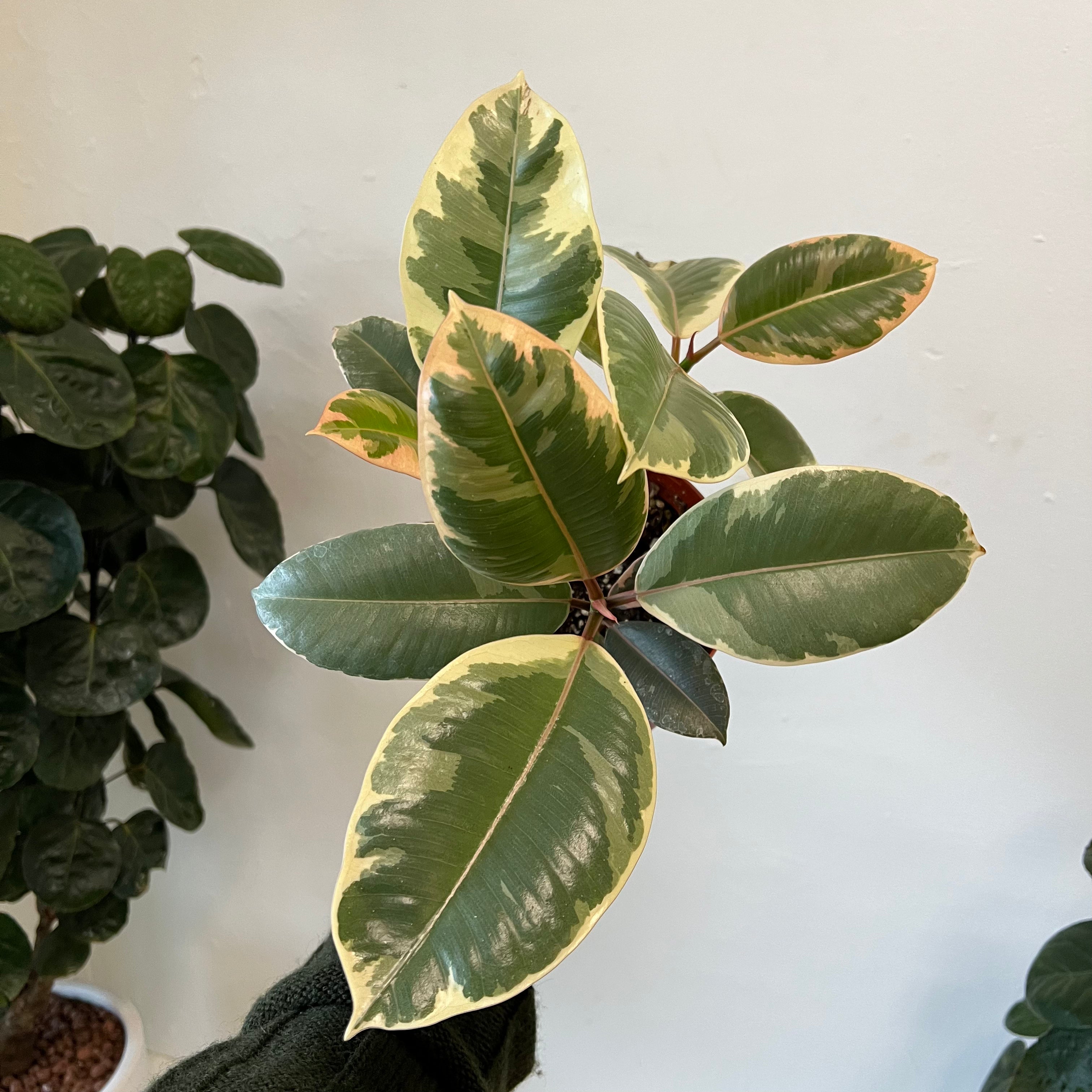 Ficus Tineke Rubber Plant - Live Indoor Houseplant for Home & Office Decor - Perfect for Living Room, Bedroom, or Workspace