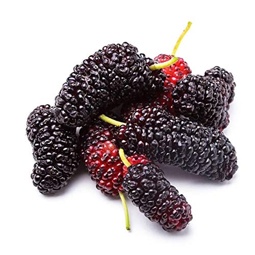 80+ Morus Mulberry Fruit Tree Seeds - Rare Edible Varieties for Bonsai, Garden Planting & Home Gardening | Perfect for Landscaping, DIY Projects & Fresh Fruit Harvest