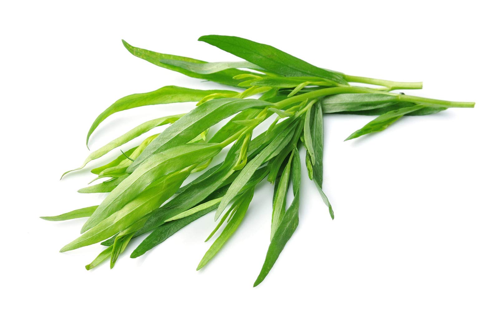 Non-GMO Tarragon Herb Seeds - 500 Count for Home Gardening