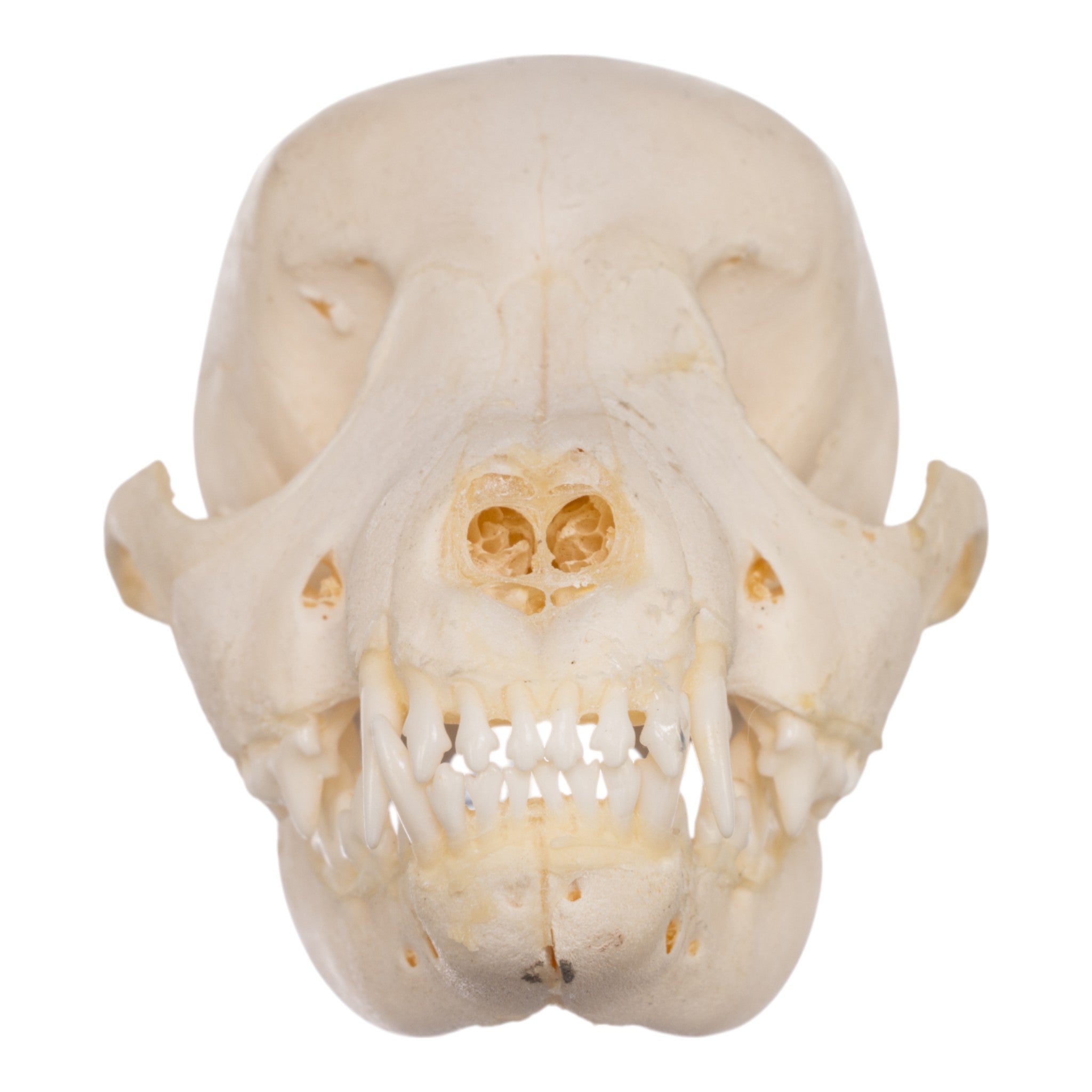 Authentic Domestic Dog Skeleton Model - Partial Canine Anatomy Specimen for Veterinary Study, Biology Education & Halloween Decor