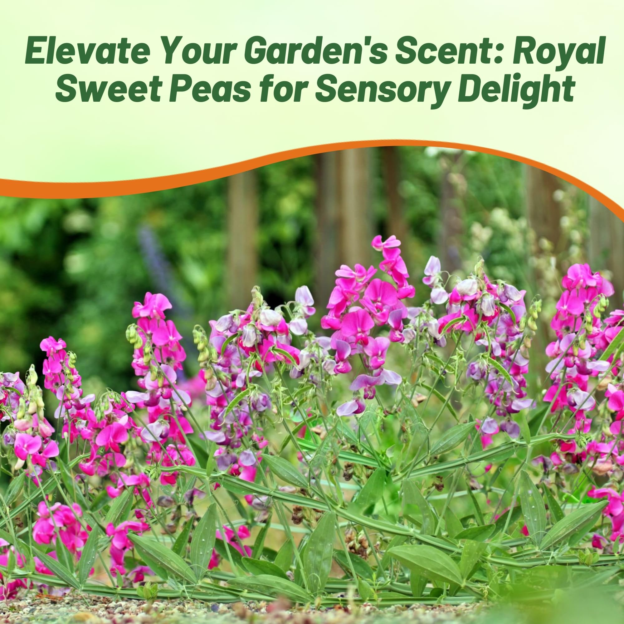 Outsidepride 500 Seeds Annual Lathyrus Odoratus Sweet Peas Royal Rose Pink Vine Seeds for Planting - Fragrant Climbing Flowers for Garden Trellis, Fences & Outdoor Decor