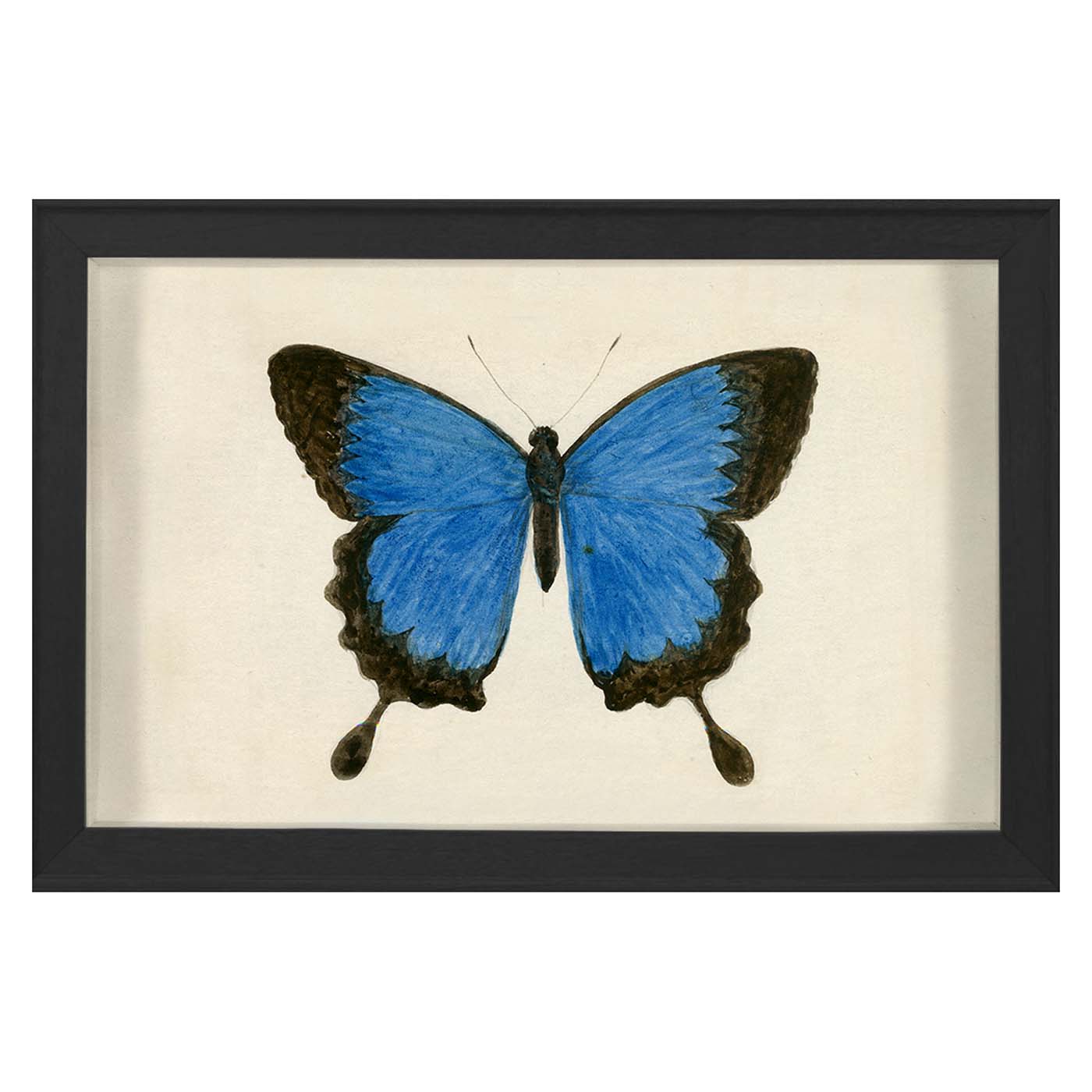 Hubbard Butterfly Small 181 - Decorative Butterfly for Home Decor, Wedding Centerpieces, and DIY Craft Projects