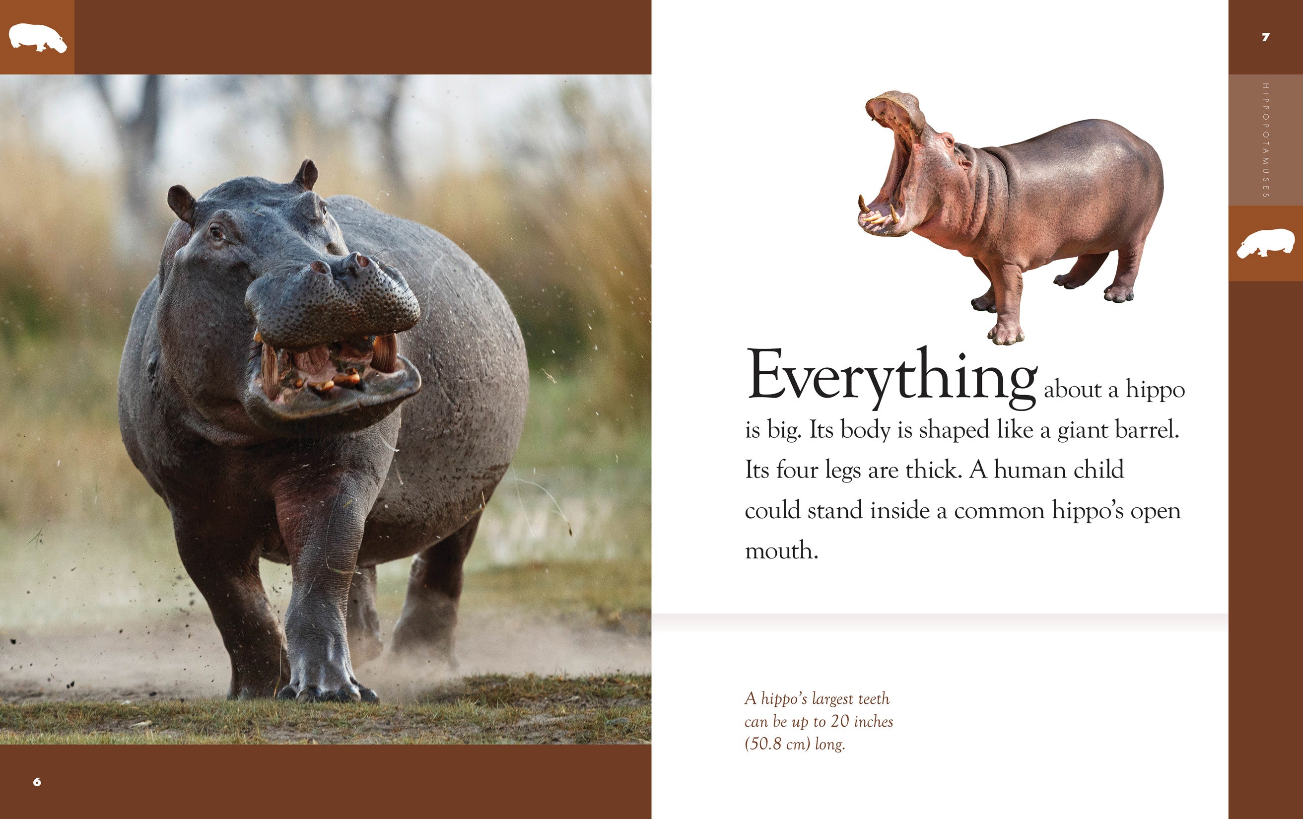 Hippopotamuses Book - 9781640265135 - Learn About Hippos, Wildlife, and Nature - Perfect for Kids, Students, and Animal Lovers