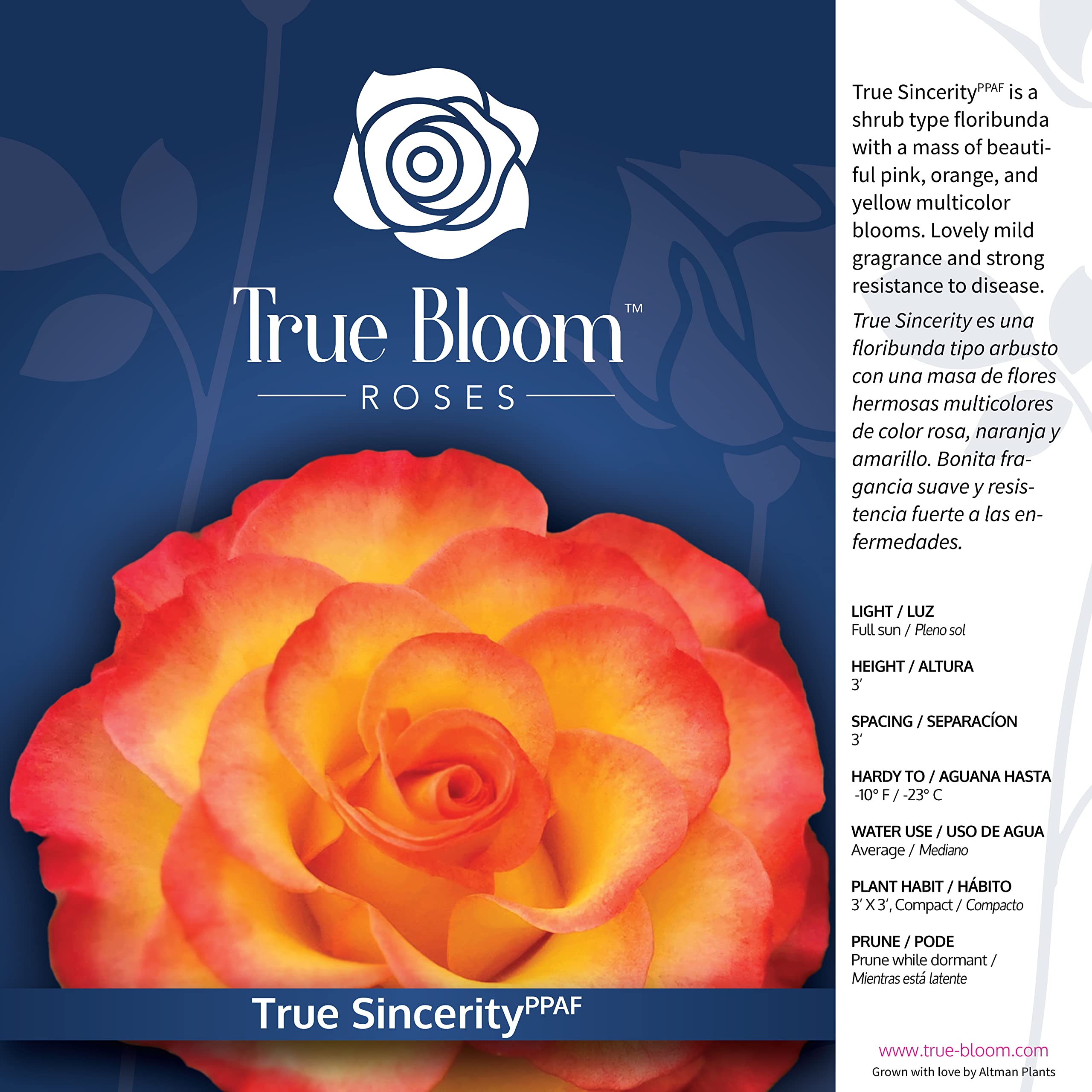Fresh Pink & Yellow Roses for Delivery - Live Rose Bush Plants, Potted Outdoor Rose Plants | Perfect Plant Lover Gifts & Home Garden Decor | Ideal for Birthdays, Anniversaries & Valentine's Day
