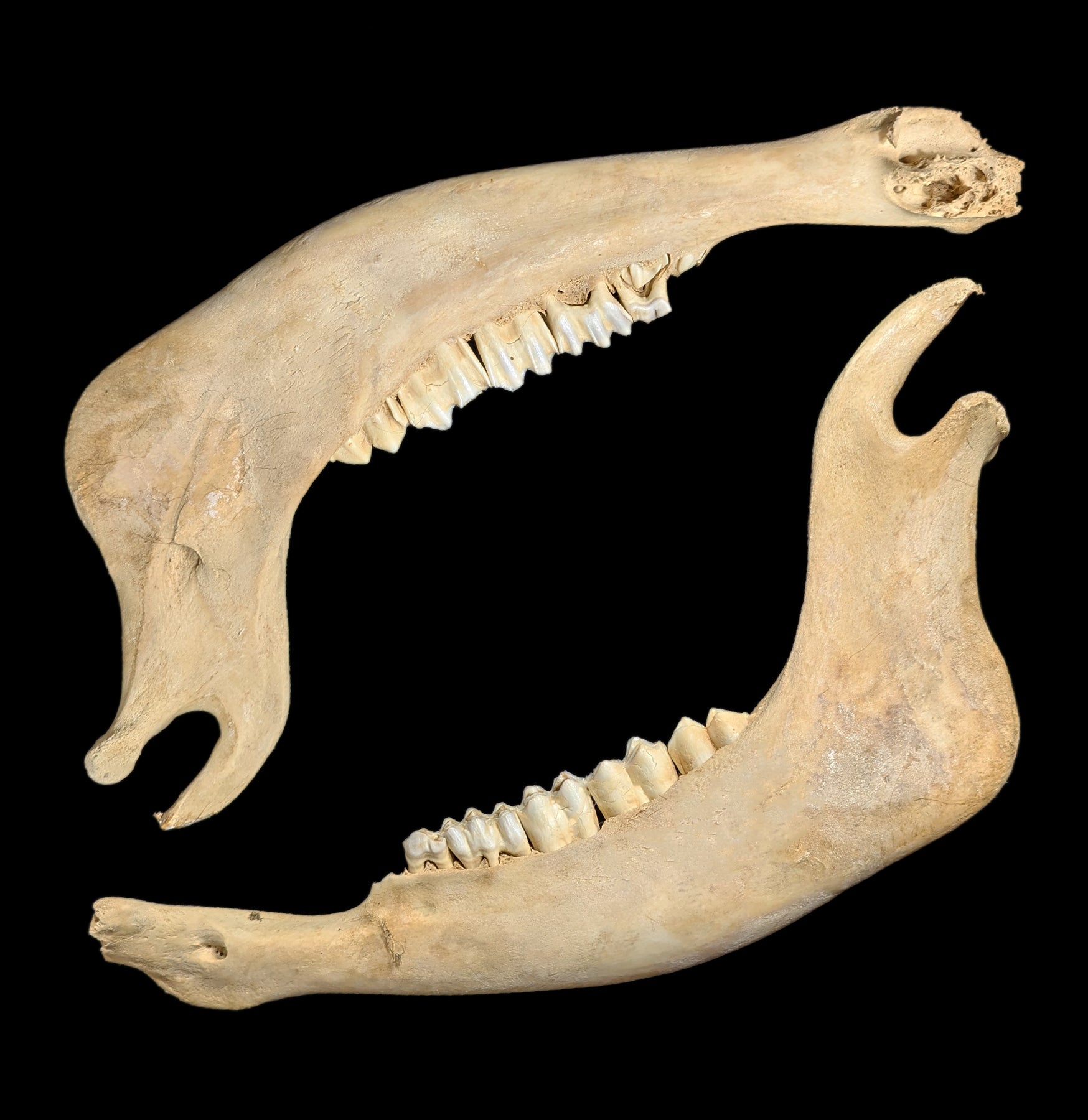 Bison Jaw Bone - Authentic Natural Specimen for Collectors, Education & Home Decor | Perfect for Science Projects, Cabin Decor & Taxidermy