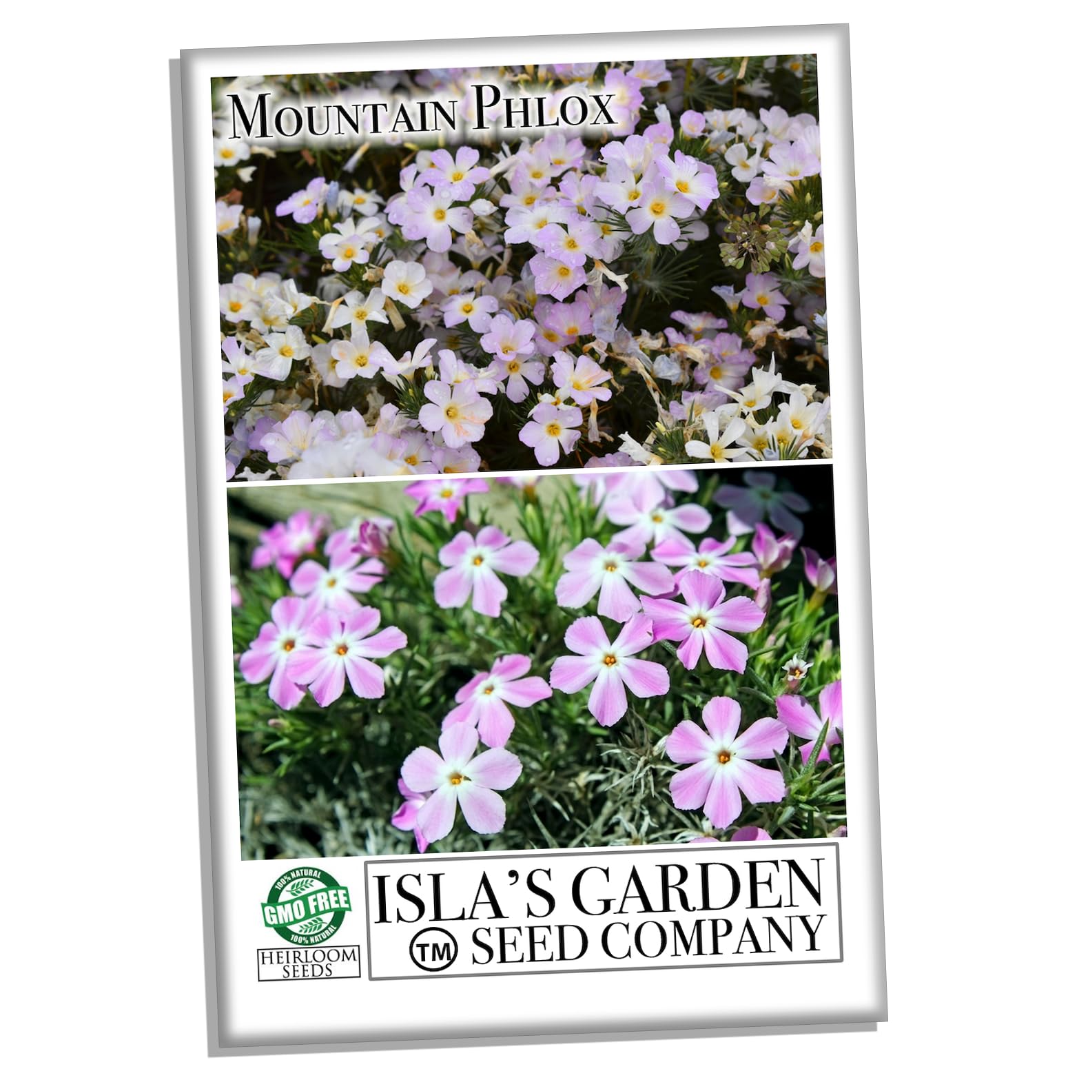 Mountain Phlox Flower Seeds - 1000+ Non-GMO Heirloom Seeds (Phlox austromontana) by Isla's Garden Seeds for Rock Gardens, Borders & Wildflower Landscapes