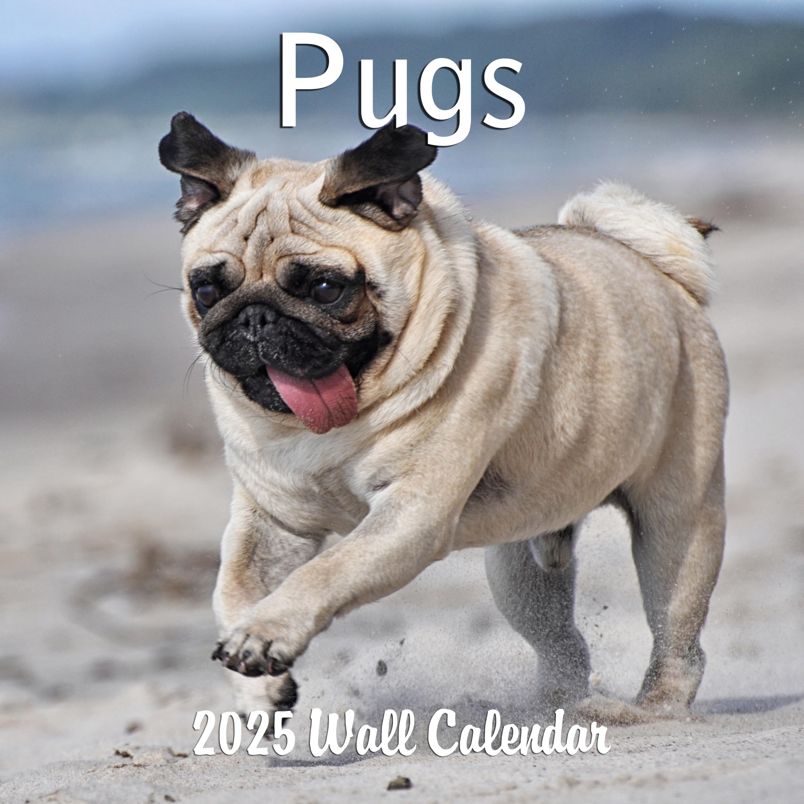 2025 Pugs Monthly Wall Calendar - 12