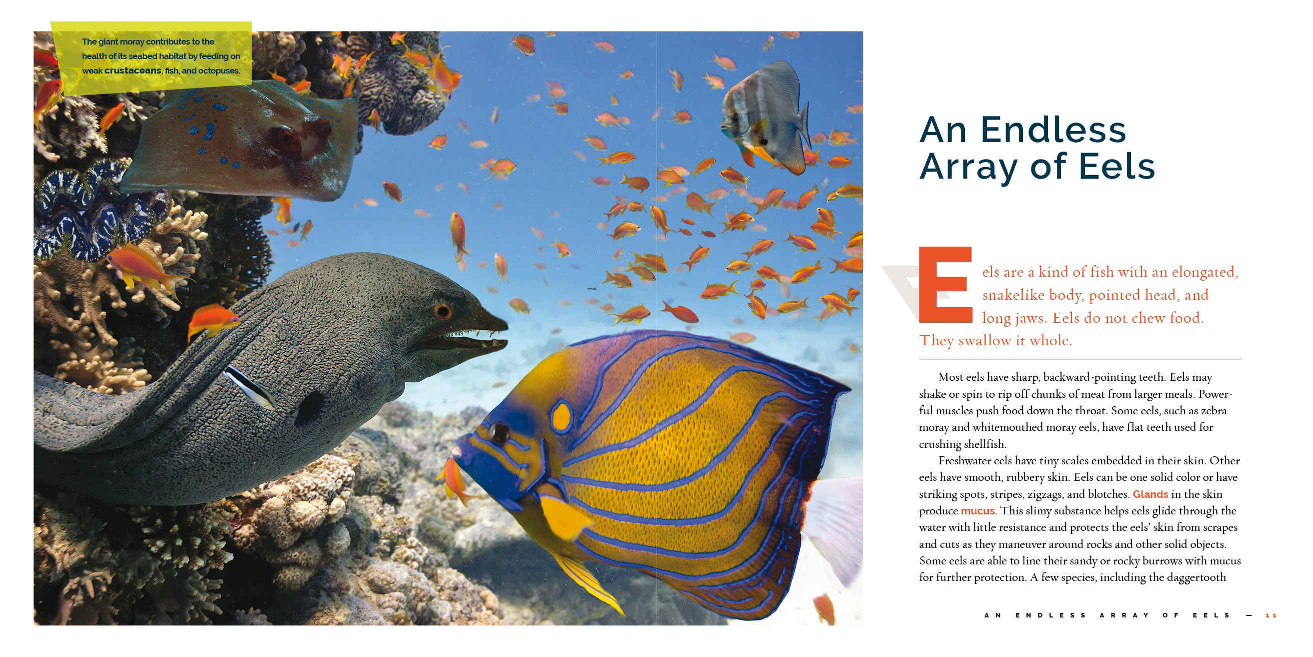 Freshwater Eels Book - 9781640267787 - Learn About Eel Species, Habitats & Conservation | Perfect for Marine Biology Students & Nature Enthusiasts