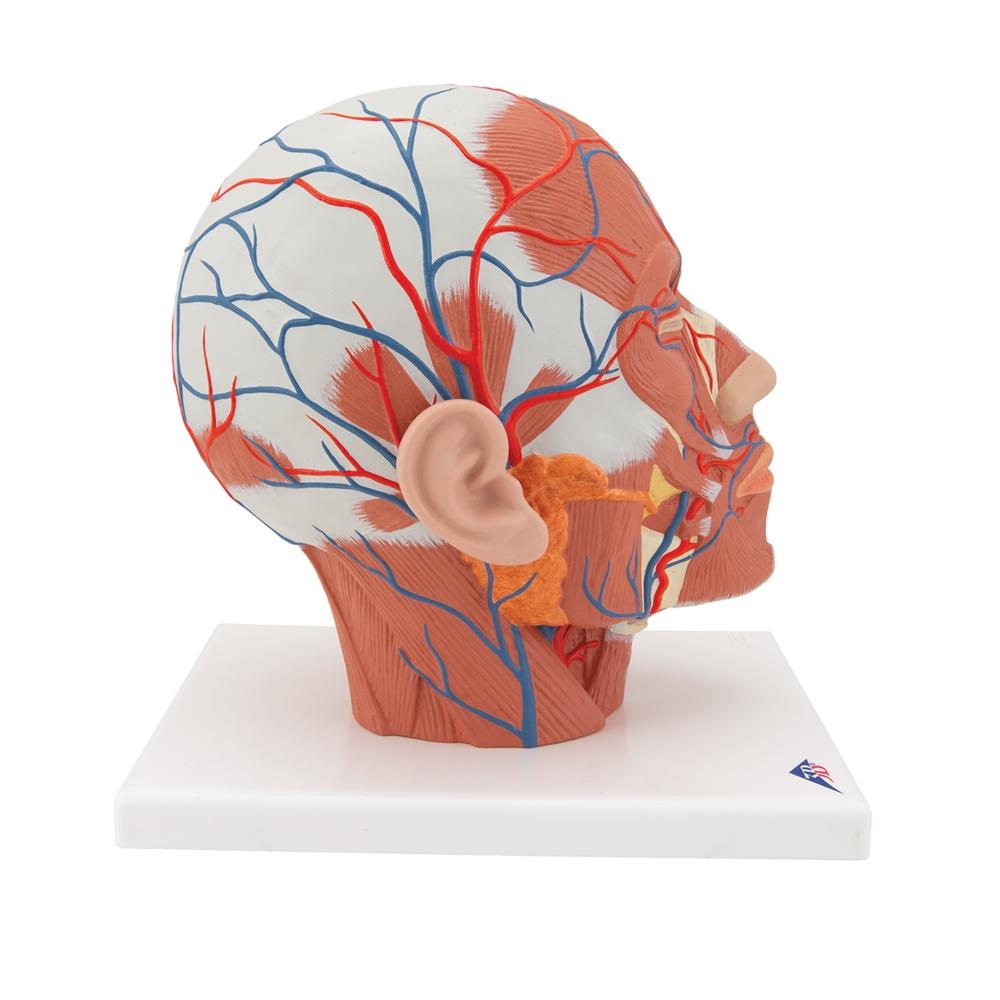 Human Head Musculature Anatomy Model with Blood Vessels - Perfect for Medical Students, Anatomy Study & Classroom Demonstrations