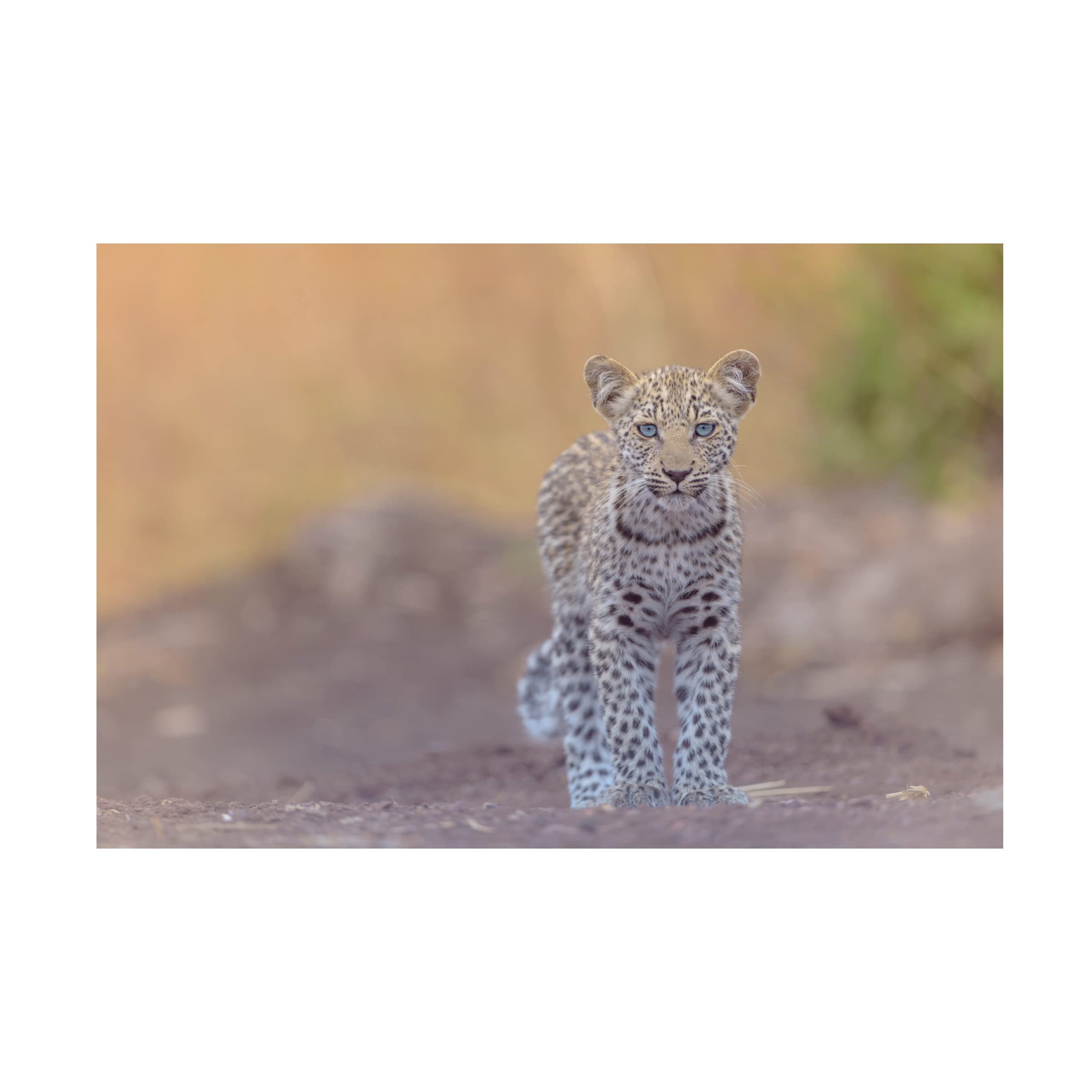 Baby Leopard With Blue Eyes Canvas Wall Art by Ozkan Ozmen - Stunning Wildlife Home Decor for Living Room, Bedroom & Office