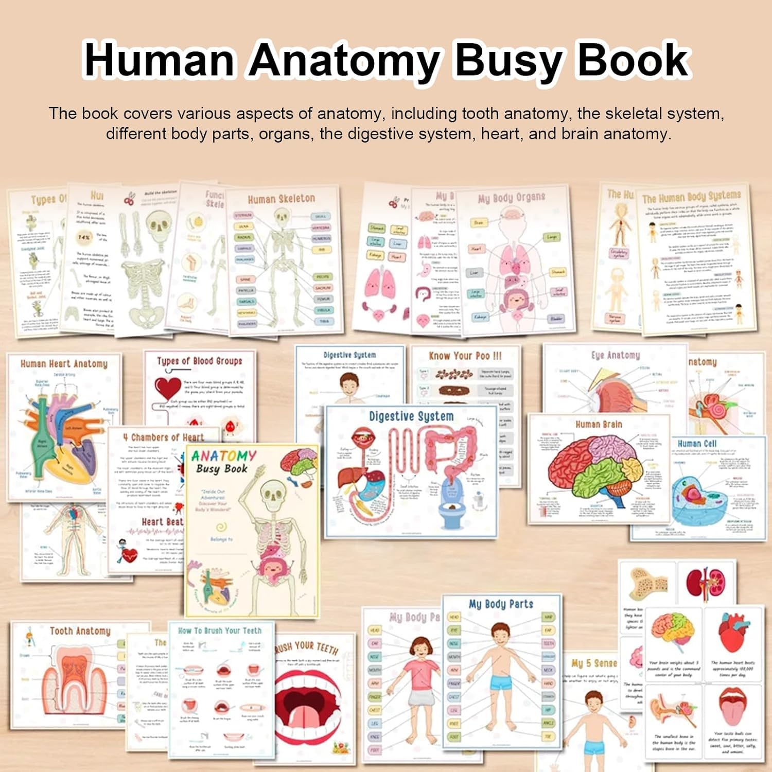 Interactive Human Anatomy Busy Book for Kids - Preschool Learning Toy with Organ Matching Game | Discover Body Secrets | Perfect for Homeschool Science & Montessori Education