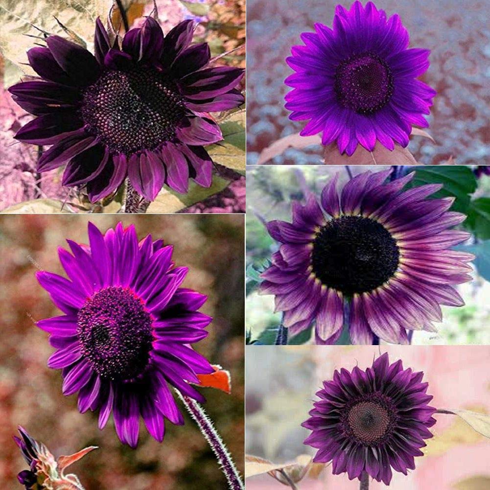 100Pcs Rare Purple Sunflower Seeds for Planting - Beautiful Daisy Garden Flowers for Home Decoration & Outdoor Landscaping