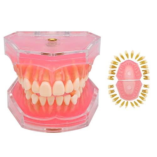 SEUJJRO 28-Piece Removable Dental Teeth Model with Soft Gums - Standard Teeth Study Kit for Dental Students & Professionals | Perfect for Dental Education, Training & Practice