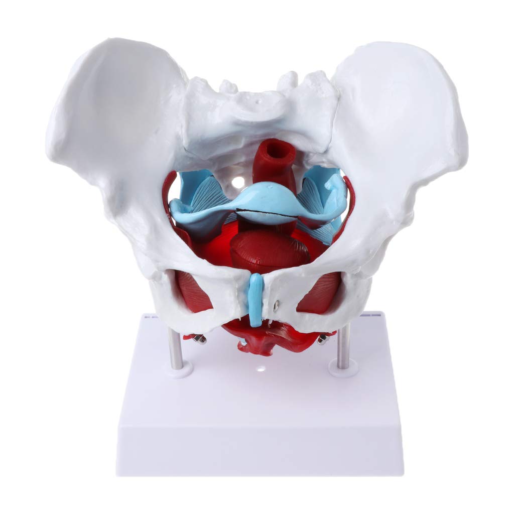 Q-XIAOKEAI Female Pelvis Model with Removable Uterus & Ovaries - Pelvic Floor Muscle Anatomy Teaching Tool for Medical Students & Healthcare Professionals - Ideal for Classroom, Clinic & Home Study