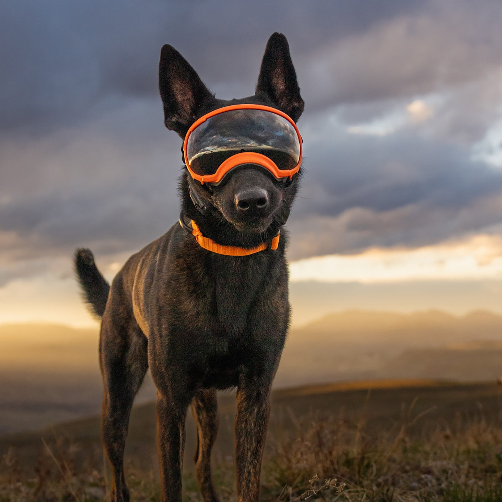 Rex Specs V2 Dog Goggles for Large Dogs 18-38 kg - UV Protection, Windproof & Durable for Outdoor Adventures, Hiking & Running