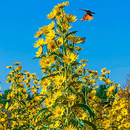 Maximilian Sunflower Seeds - Non-GMO Perennial Flowers Attract Butterflies & Finches, Grows Up to 8 Feet Tall - 50 Count by OrginBud - Perfect for Butterfly Gardens, Pollinator Habitats & Backyard Landscaping