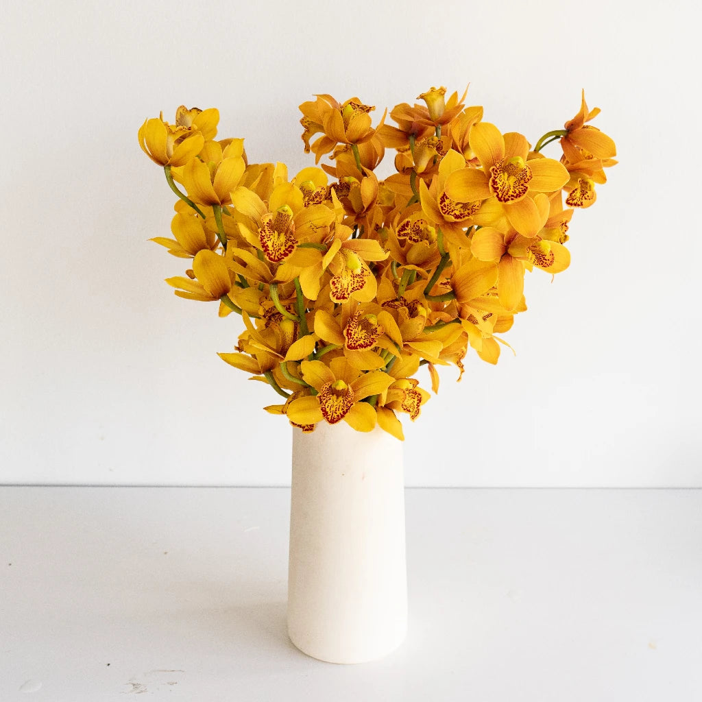 Amber Orange Mini Cymbidium Orchid - Exotic Small Orchid Plant for Home Decor, Office Desk, Wedding Centerpieces & Gift Giving