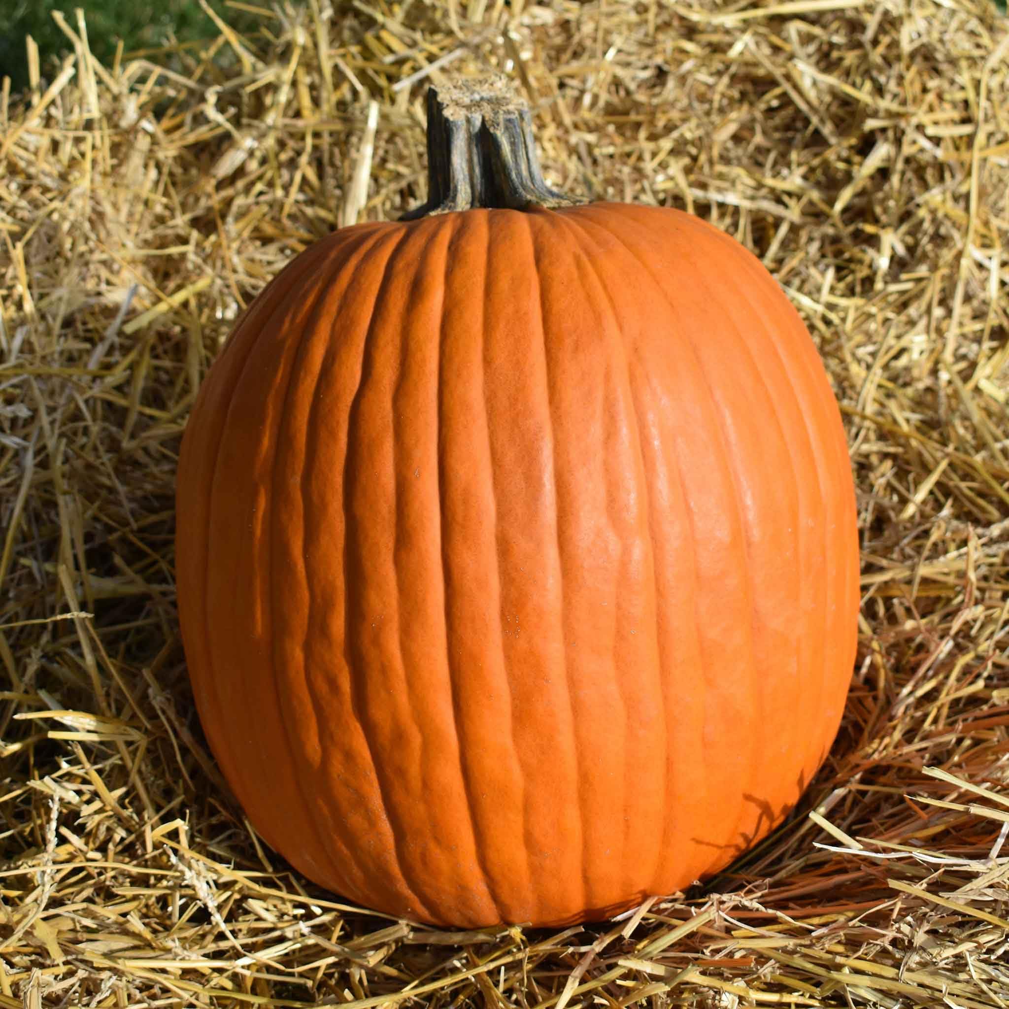 Eden Brothers Non-GMO Howdens Field Pumpkin Seeds for Planting - 1 Pound | High-Yield Fast-Growing Vegetable Seeds for Warm Season Planting in Zones 3-10 | Perfect for Home Gardens, Fall Decorations & Pumpkin Patches