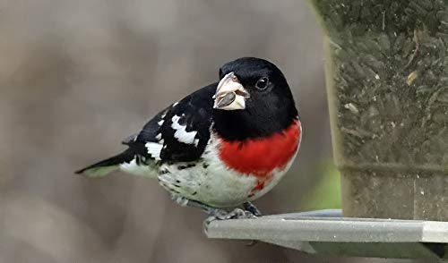 Premium Black Oil Sunflower Seeds - Whole, Non-GMO, 25 lb Bulk Bag for Bird Feeding, Wildlife Attraction & Backyard Gardening